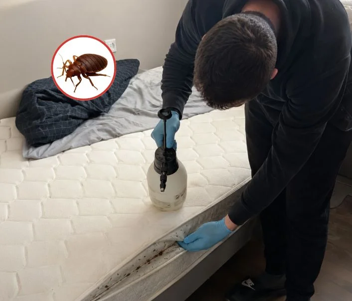 Technicien traitant un matelas contre les punaises de lit à Cerny